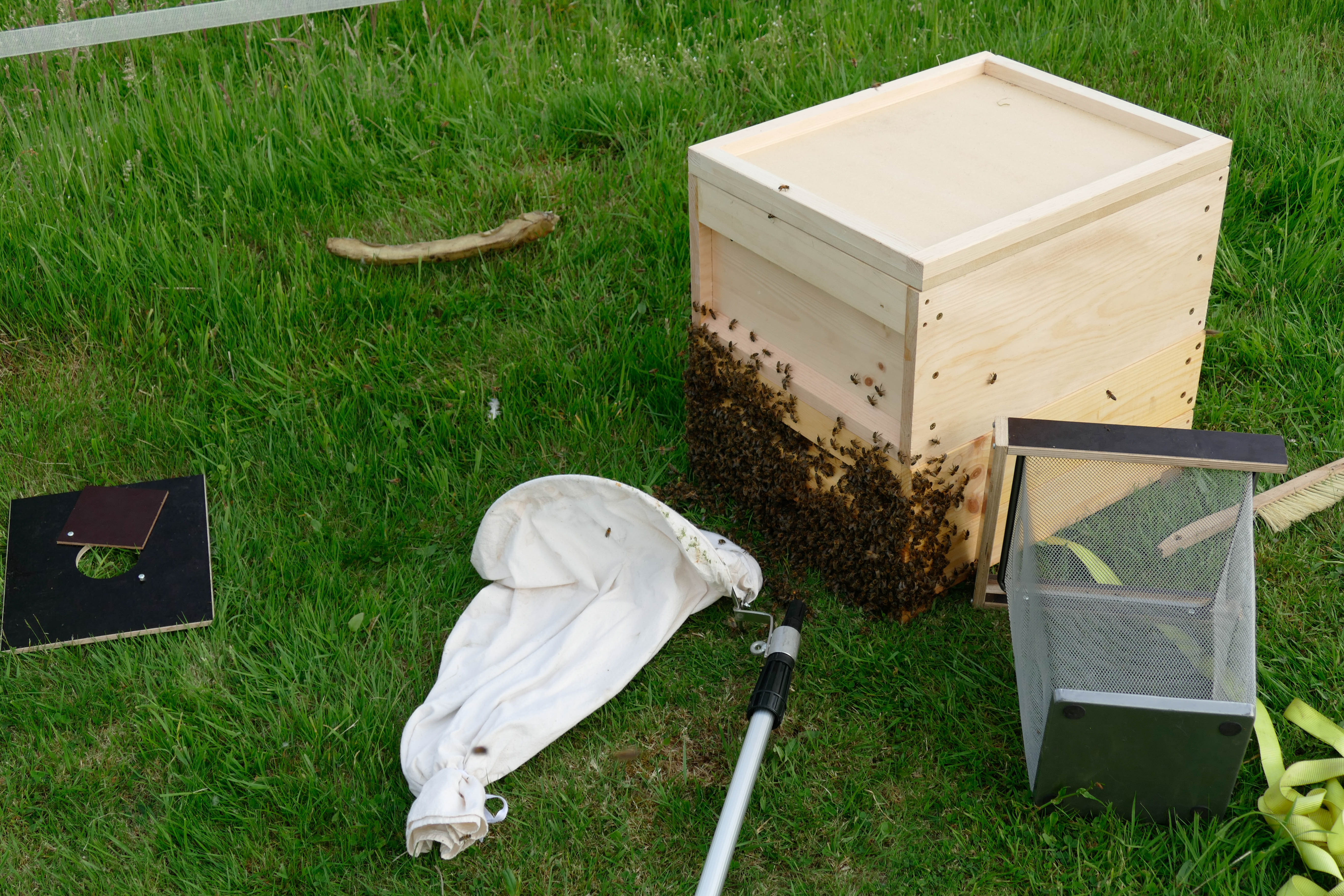 Nach der Bienendusche laufen die letzen Bienen in die mitgebrachte Beute